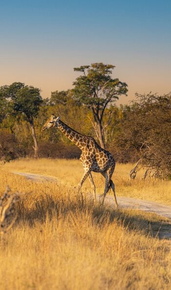 Giraffe in Hwange National Park