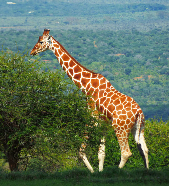 Giraffe in the Laikipia plains
