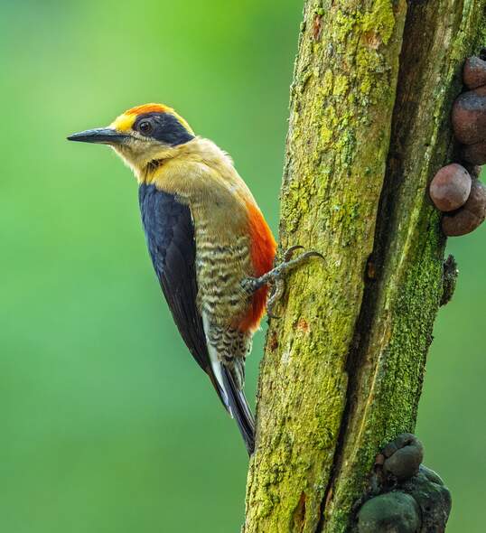 Golden-naped Woodpecker, Osa Peninsula, Costa Rica