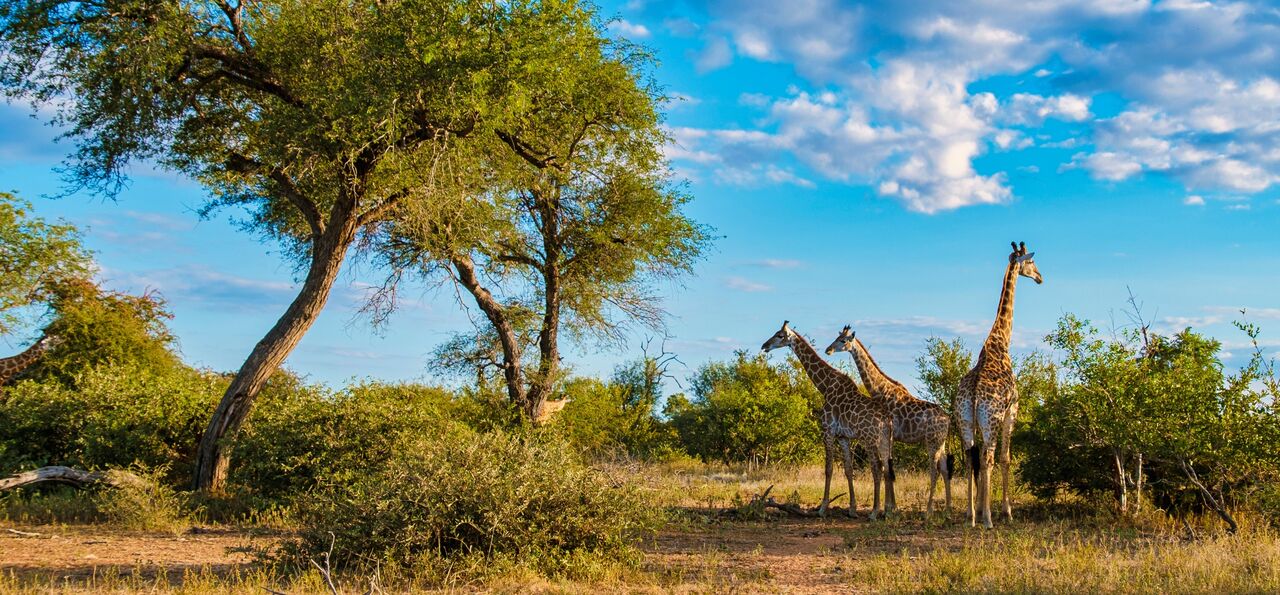 Group of giraffes in Kruger National Park, South Africa