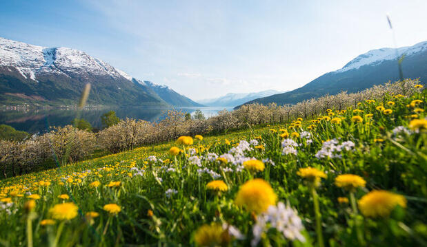Hardangerfjord, Norway, in spring 
