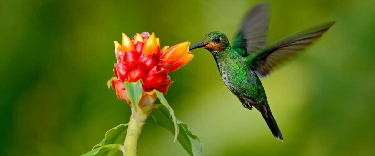 Adventures on the wild side... | in Costa Rica