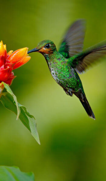 Hummingbird, Costa Rica