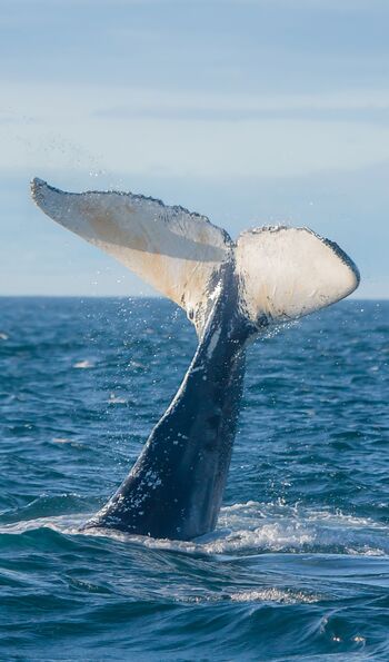 Humpback whale, Bay of Fundy