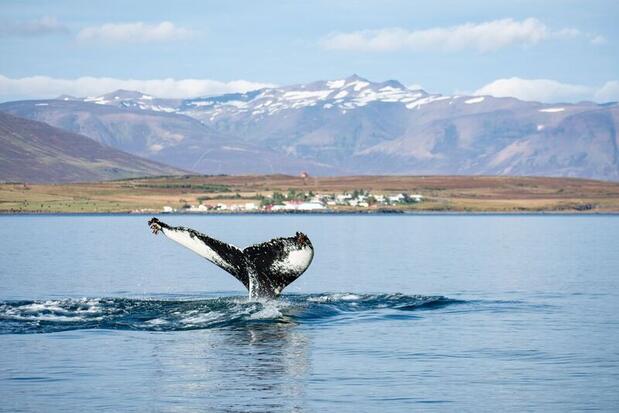 Humpback whale in Iceland