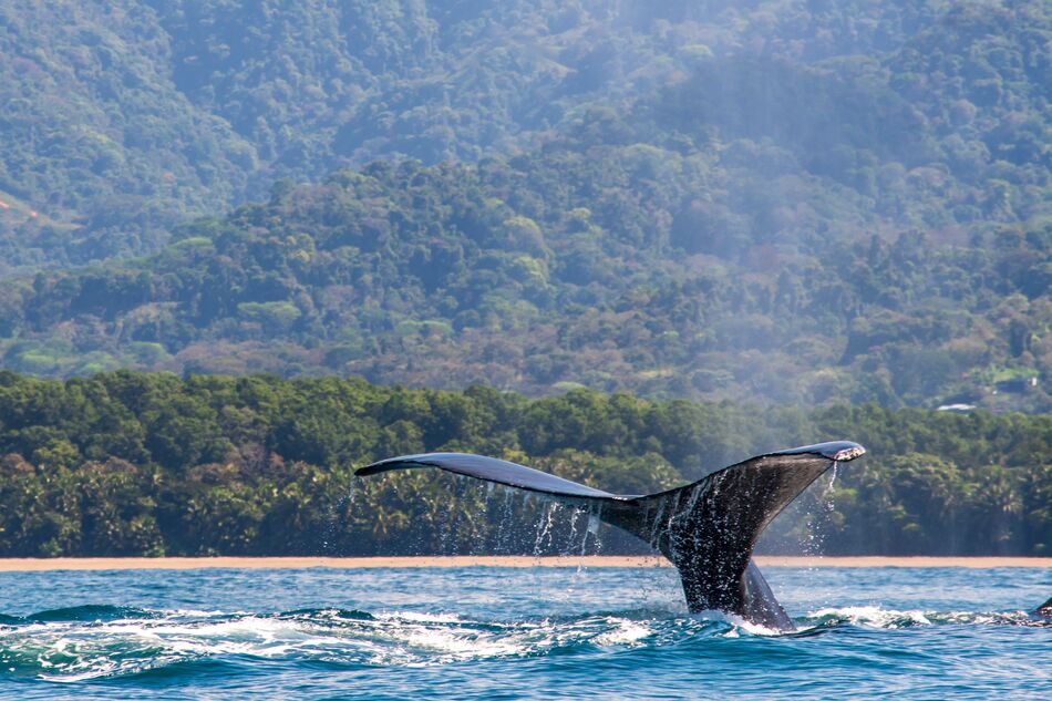 Humpback whale off Costa Rica's Pacific Coast