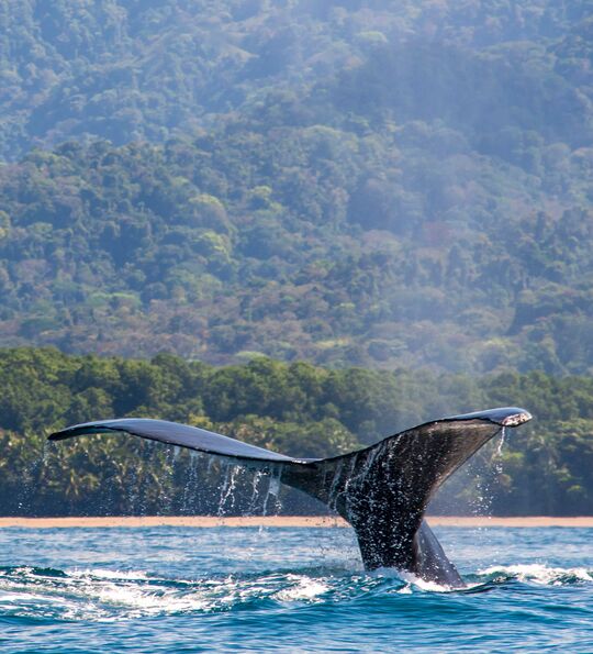 Humpback whale passing the Osa Peninsula in Costa Rica
