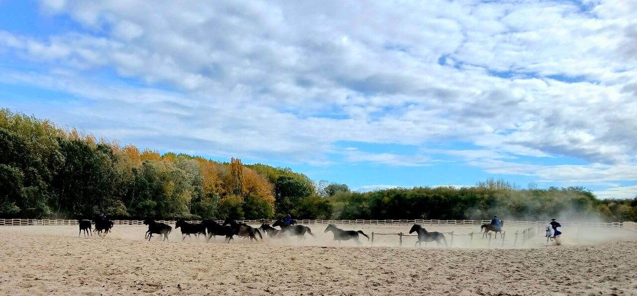 Hungarian horse show