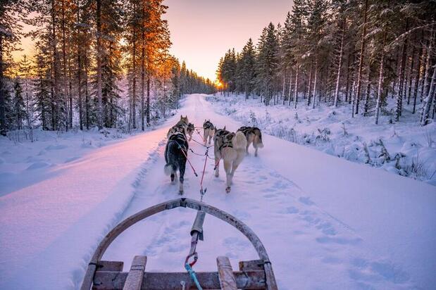 Husky sledding, Finnish Lapland
