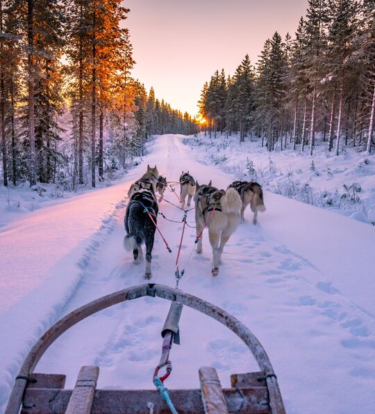 Husky sledding in Finnish Lapland