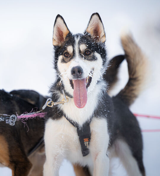 Husky sledding, Finnish Lapland (Arctic TreeHouse Hotel)