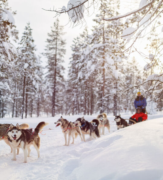 Husky sledding, Finnish Lapland