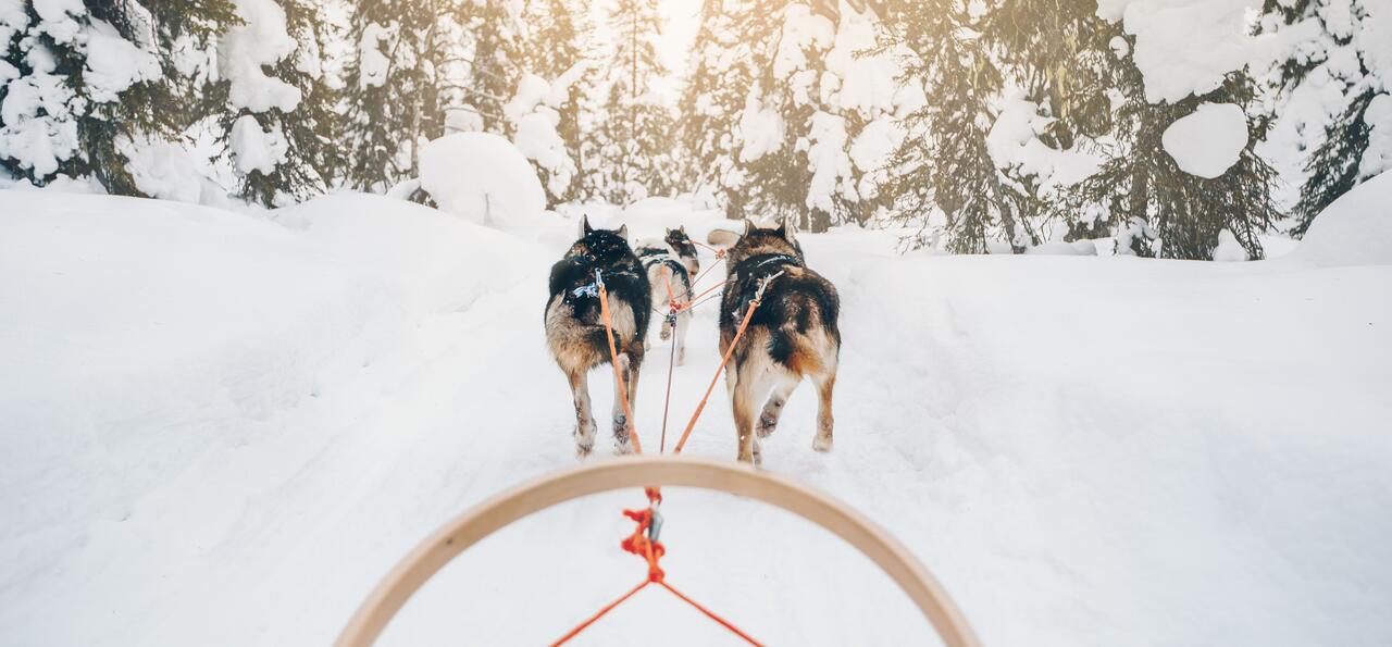 Husky sledding, Finnish Lapland