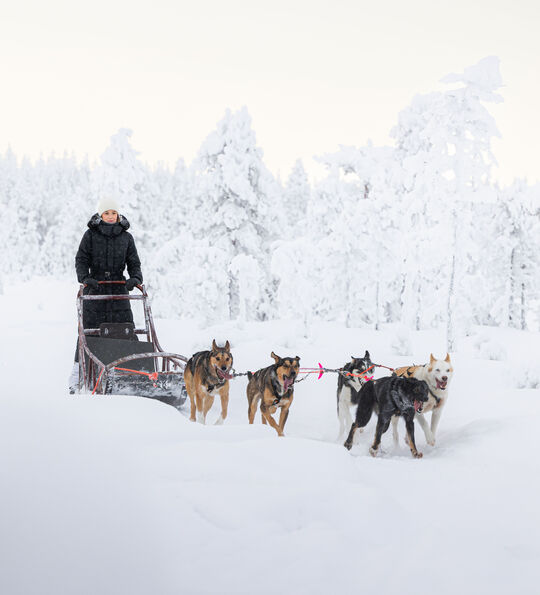Husky sledding, Finnish Lapland (Arctic TreeHouse Hotel)