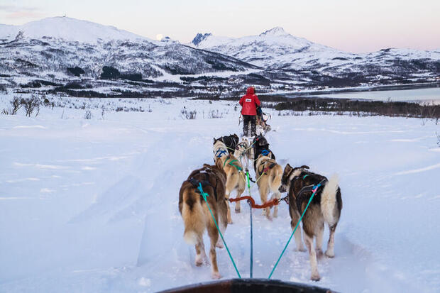 Husky sledding in Tromso, Norway