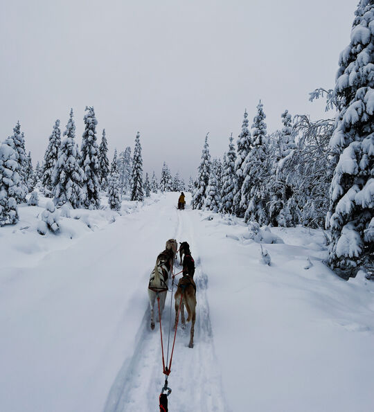Husky sledding at Arctic Lumo Resort