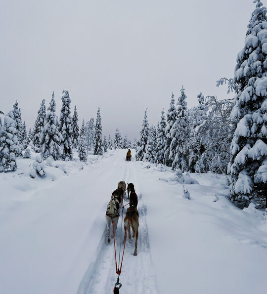 Husky sledding at Arctic Lumo Resort