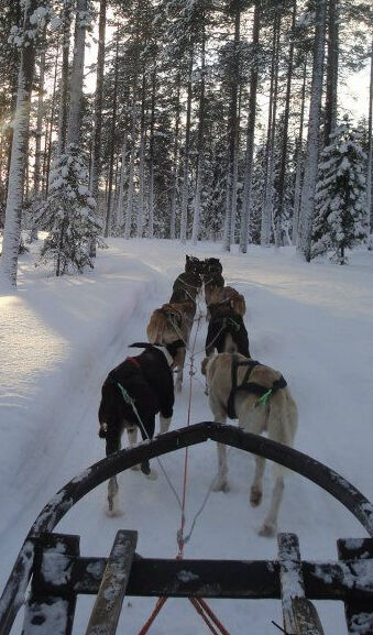 Husky sledding
