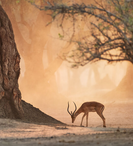 Impala antelope, Zimbabwe