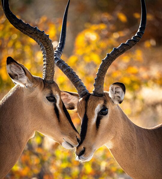 Impalas in Etosha National Park