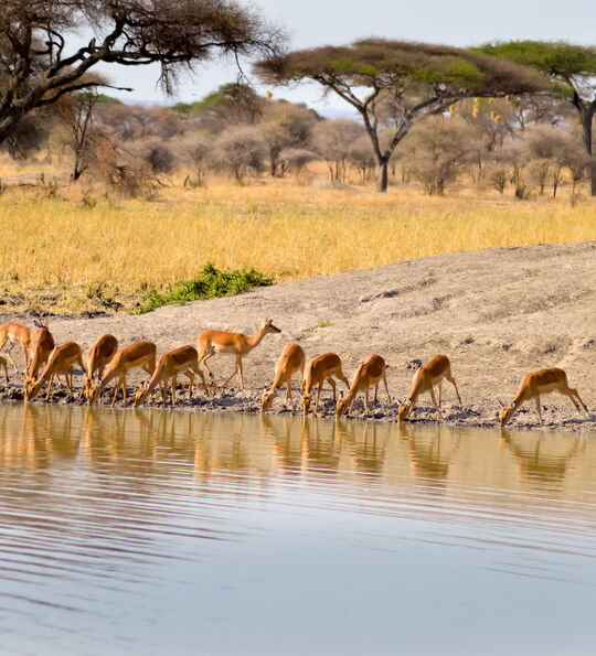 Impalas in Tarangire