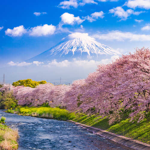 Save up to £3,090 pp on Japan cherry blossom season cruises with Silversea