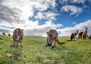 Kangaroo Island, South Australia