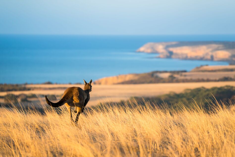 Kangaroo Island Kangaroo on Kangaroo Island, South Australia