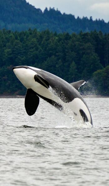 Killer Whale, Vancouver Island