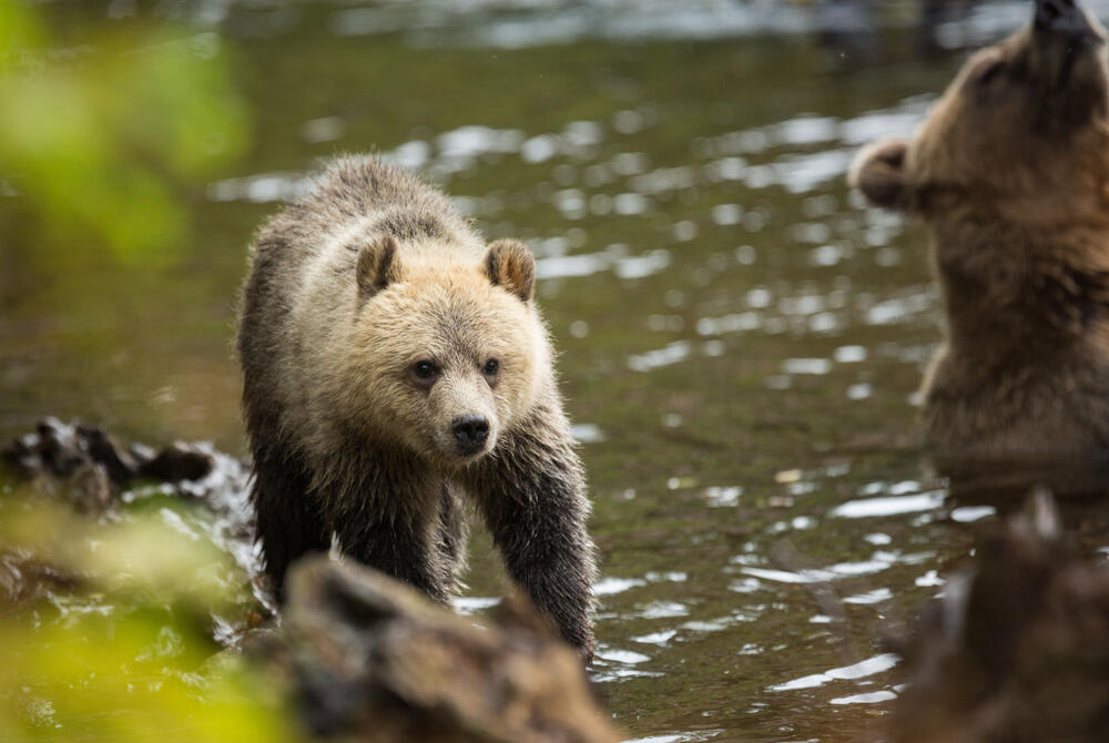 Knight inlet Lodge, Vancouver Island Close up of a young bear walking on the edge of a river near Knight Inlet Lodge on Canada's Vancouver Island.