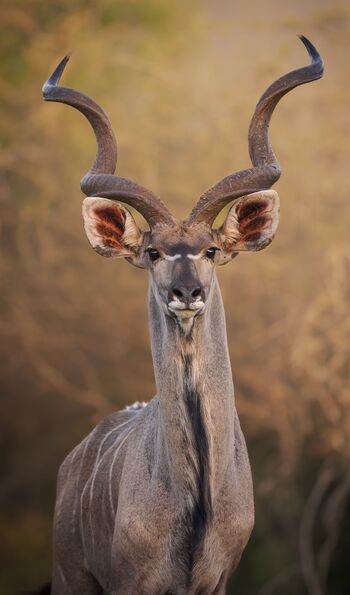 Kudu, Phinda Private Game Reserve