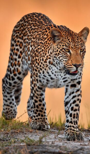 Leopard in Chobe National Park, Botswana
