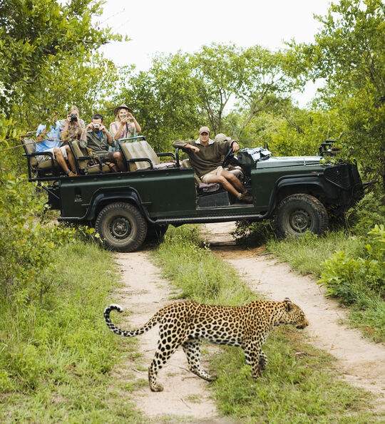 Leopard in Kruger National Park with safaris guests looking on from their vehicle