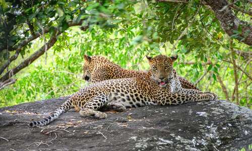 Leopards in Yala National Park, Sri Lanka