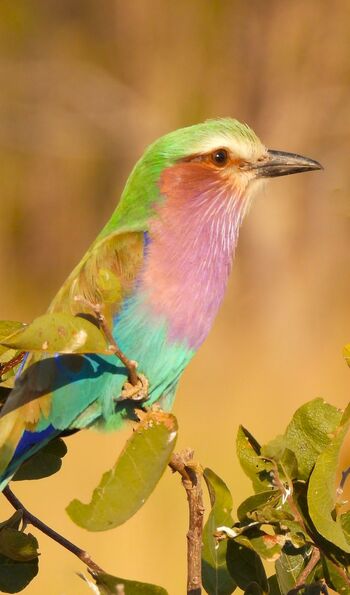 Lilac breasted roller