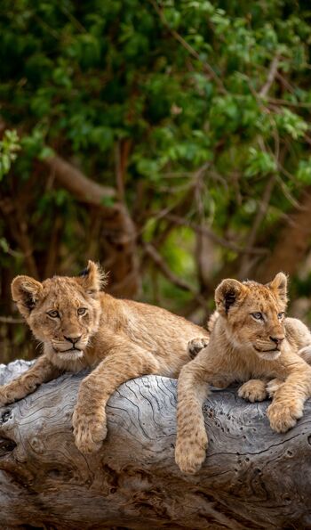 Lion cubs in Kruger National Park