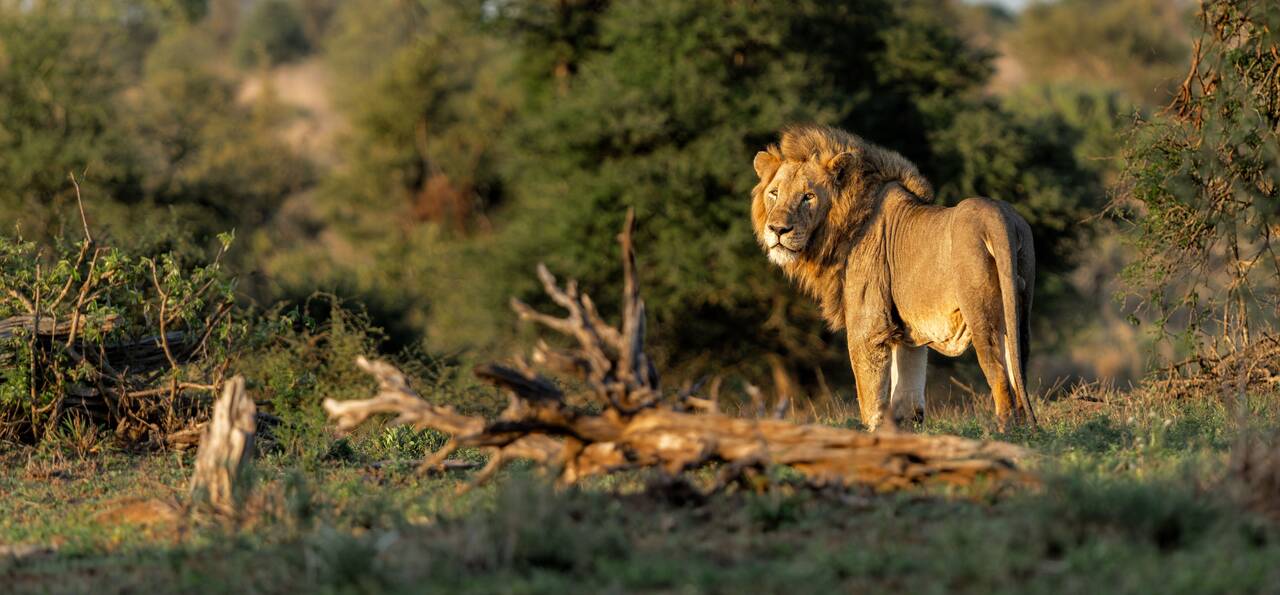 Male lion in Kruger National Park, South Africa