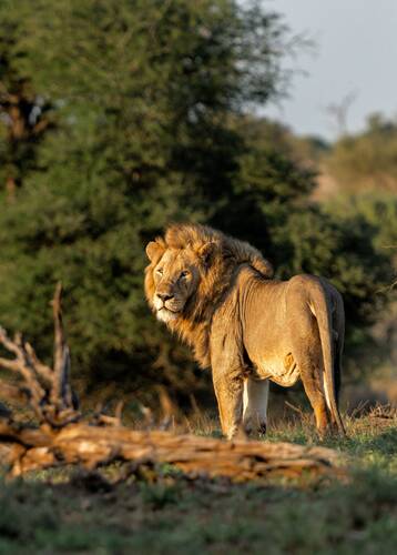 Male lion in Kruger National Park, South Africa