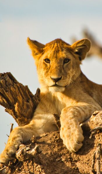 Lion in Tanzania