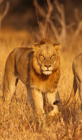 Lion in Greater Kruger National Park, South Africa