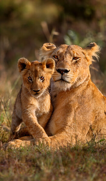 Lions in the Masai Mara