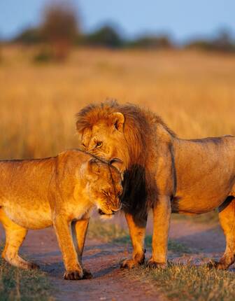Lions in the Masai Mara