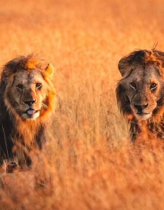 Lions in the Okavango Delta, Botswana