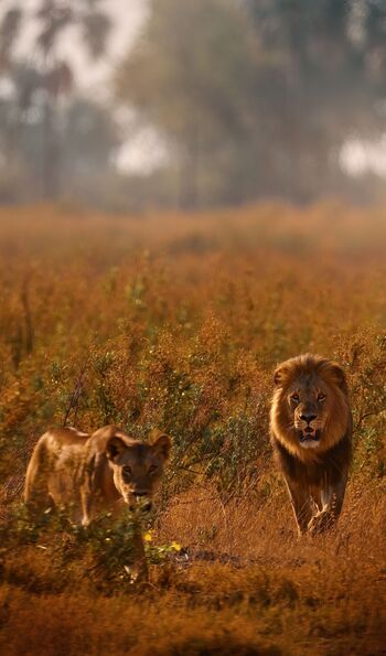 Lions in the Okavango Delta, Botswana