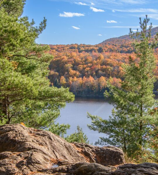 Forests in the province of Quebec