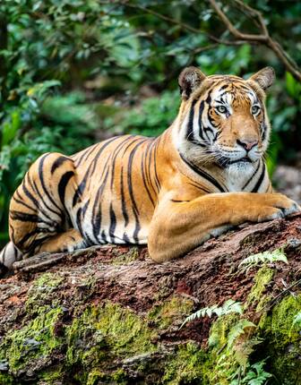 Malayan Tiger