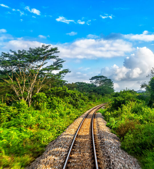 Travelling through the jungle 