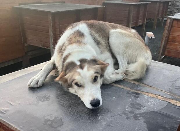 Husky in Alta, Norway