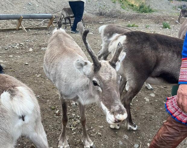 Reindeer in Alta, Norway