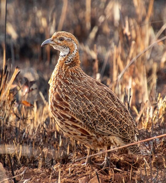 Orange River francolin